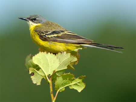 Желтая Трясогузка