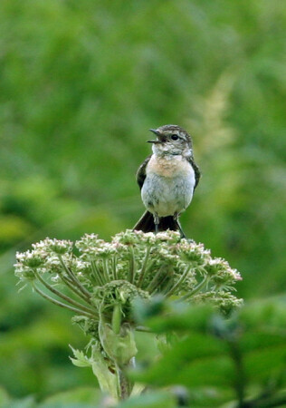 Сахалинский укроп