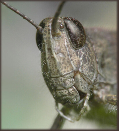 GRASSHOPPER