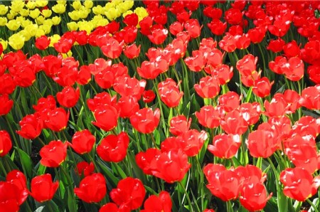 Желтое на красном