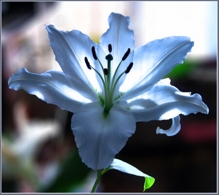 Ассоциация нежности