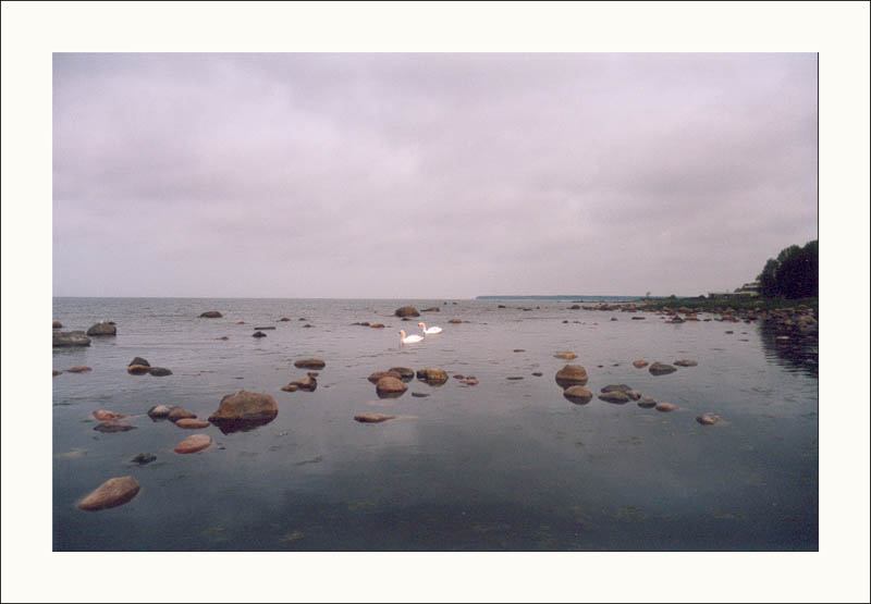 Морские лебеди.