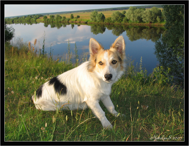 Деревенский пес