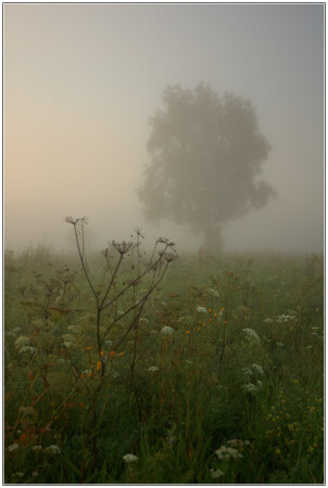 The Silence...