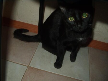 Черный кот