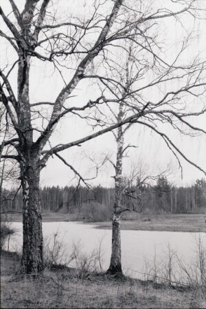 №24 (&amp;quot;Две березы&amp;quot;)