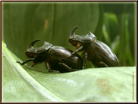 Наверное им очень неудобно