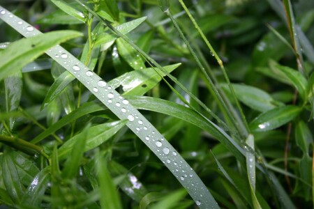 капельки после дождя