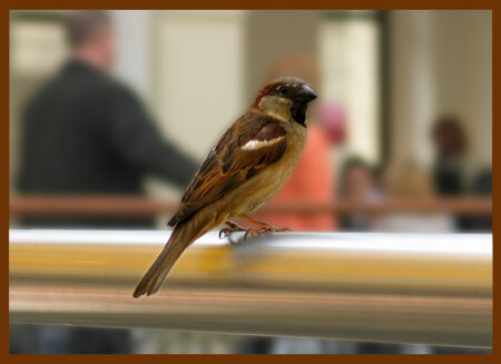 Санитар ГУМа