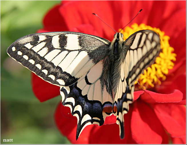 butterfly