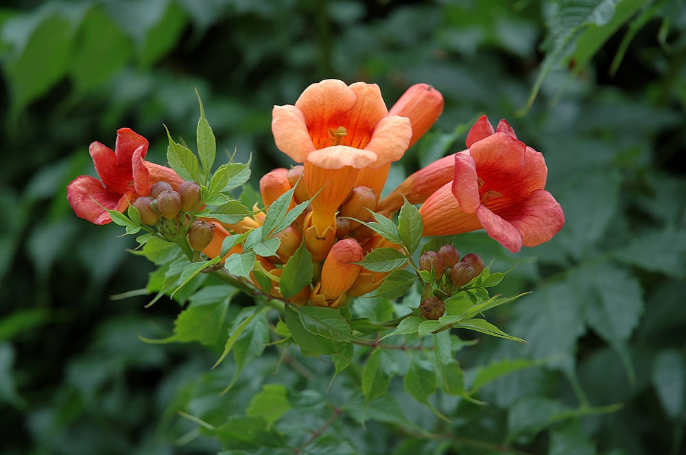 Center Orange