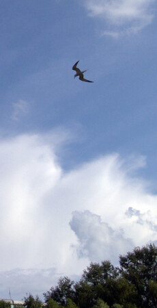 sky,cloud,gull