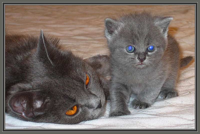 Кошкины глазки