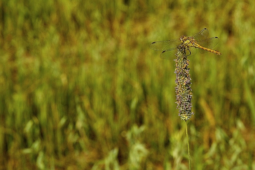 Yet another dragonfly