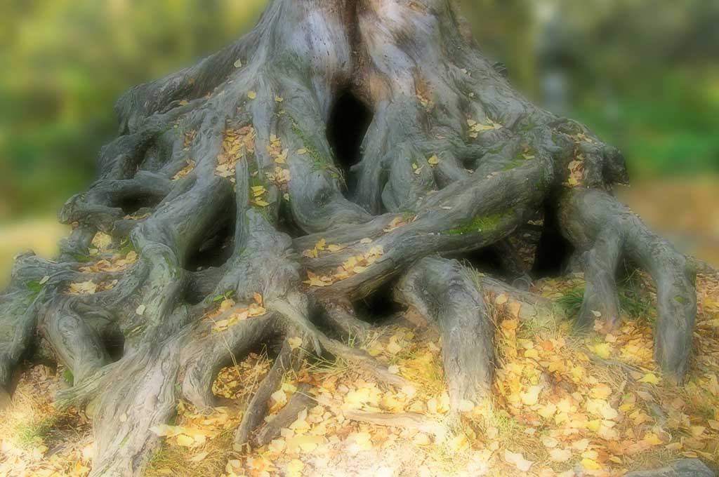 корень