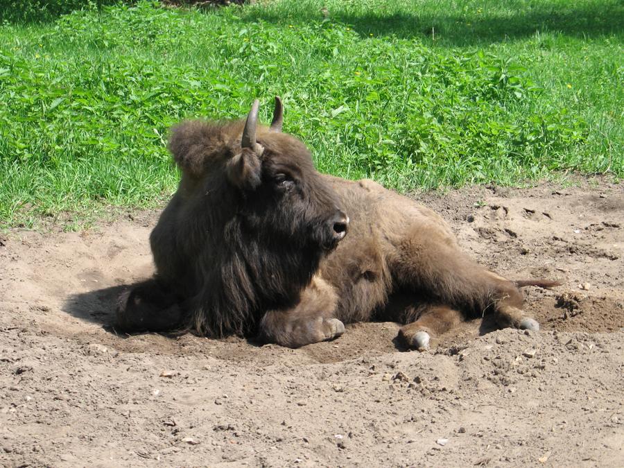 Сиеста