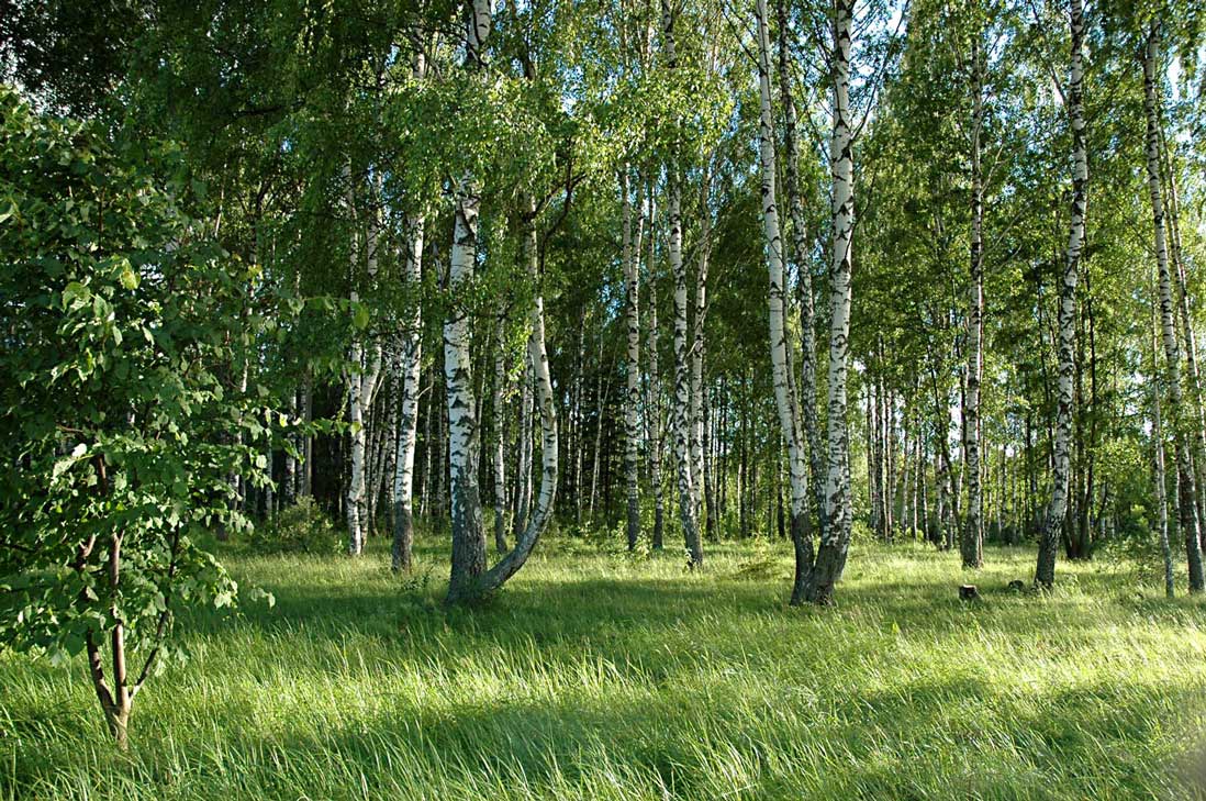русские красавицы