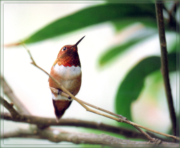 Rufous hummingbird