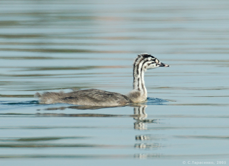 Маленький чомг