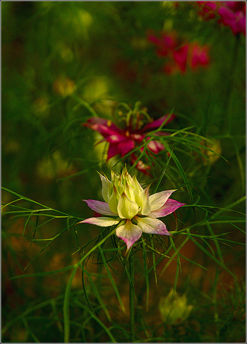 The Flower...