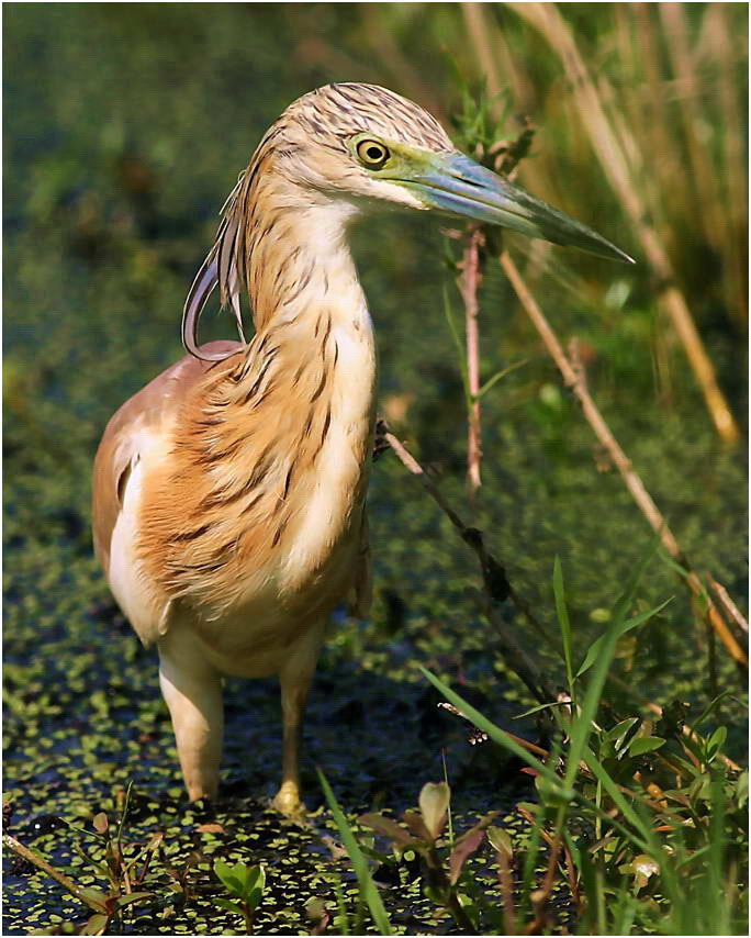 ЦАПЛЯ ЖЕЛТАЯ аrdeola ralloides sguacco heron