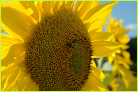 Солдат Солнца