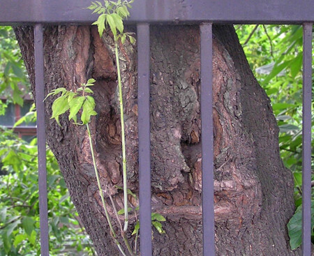 Посадили дерево...