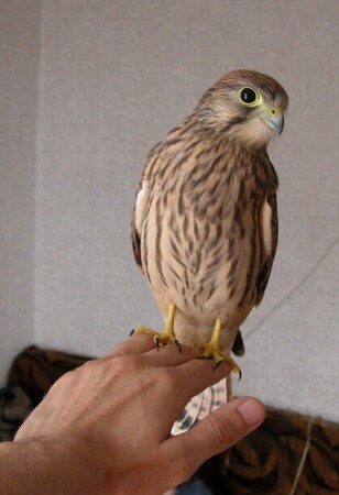 Мой гордый друг