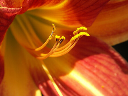 макрокошкозакаты №1