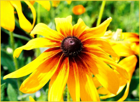 Flowers of July