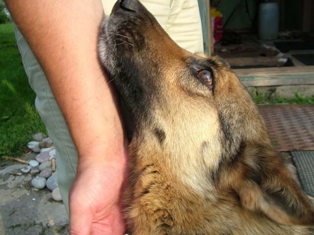 Vernostj