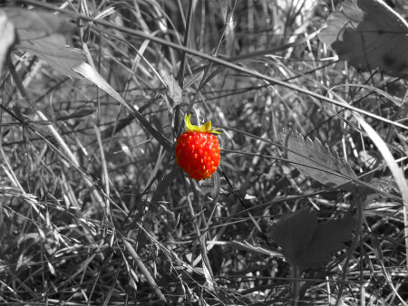 ...последние лесные ягоды...