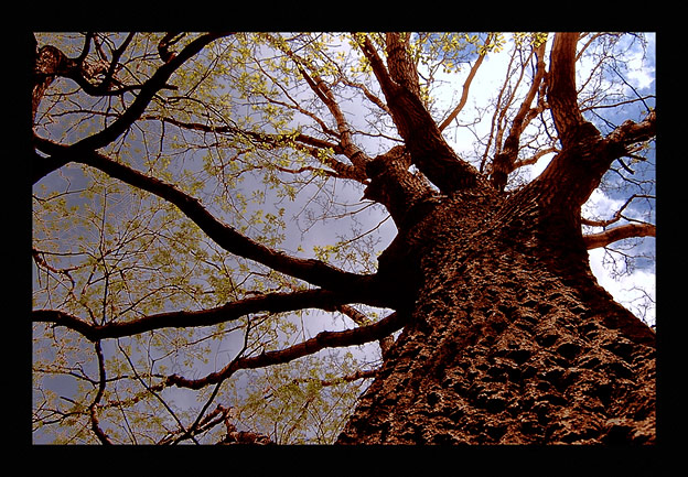 THE OLD OAK