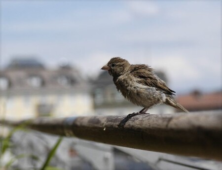 предполетная