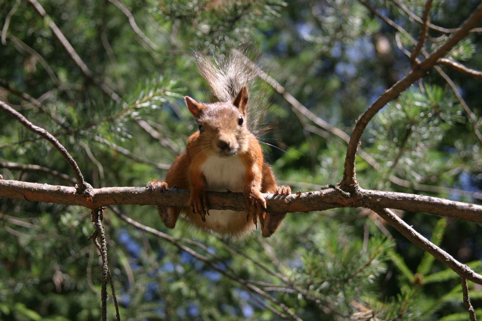 Squirrel
