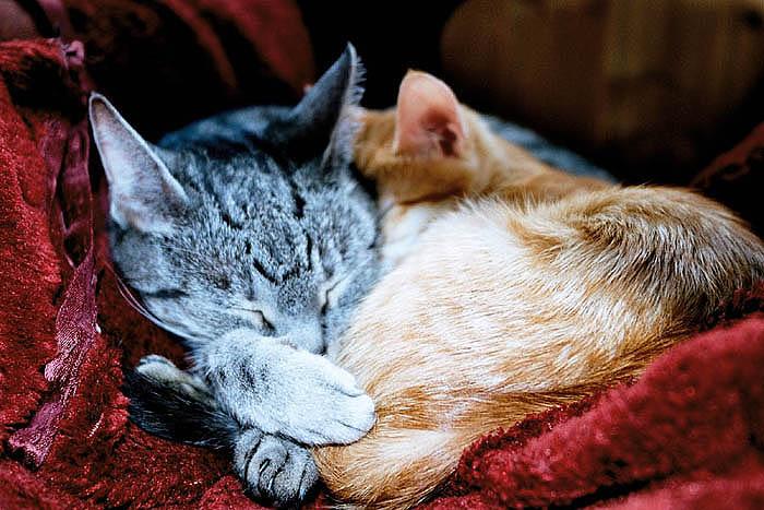 Кошки спят - они устали.....