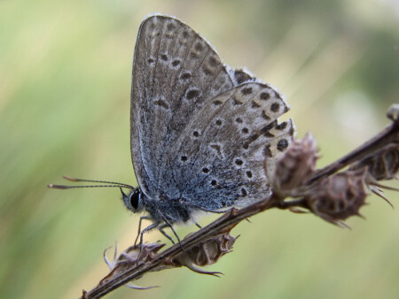 Смотри, не наколись! :)