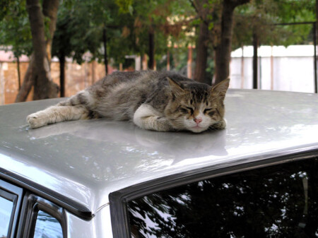 Сладкие грёзы