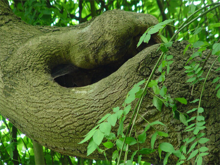 Пасть ЧУДО – ЮДА