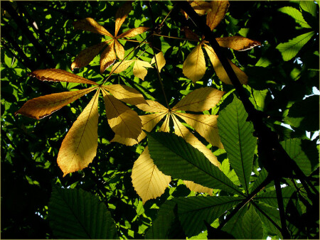 напоминание об осени