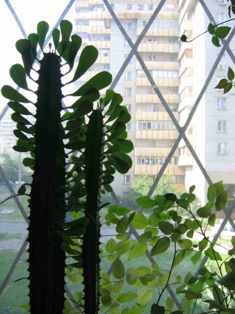 хочу в Мексику