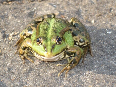 Лягушка-царевна