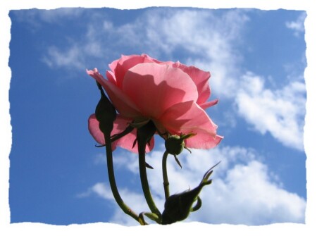 Rose'n'Sky