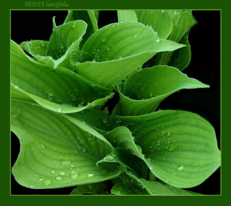 Hosta