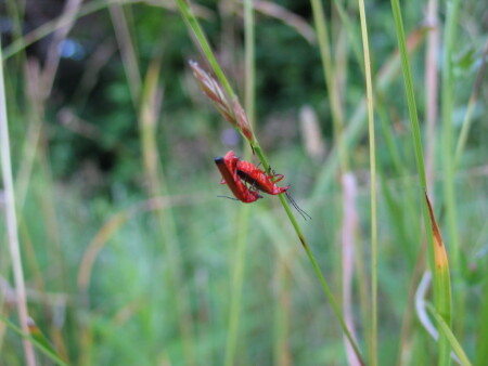 Любовь или инстинк размножения?