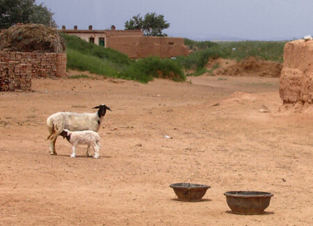 чужие в селе