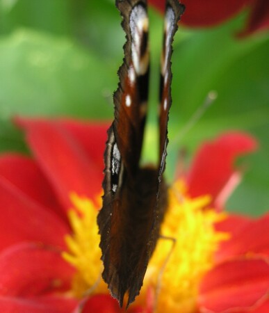 Тонкость форм и легкость бытия