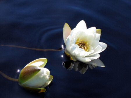 Сама нежность