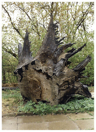 Муром. «Дуб Ильи Муромца».