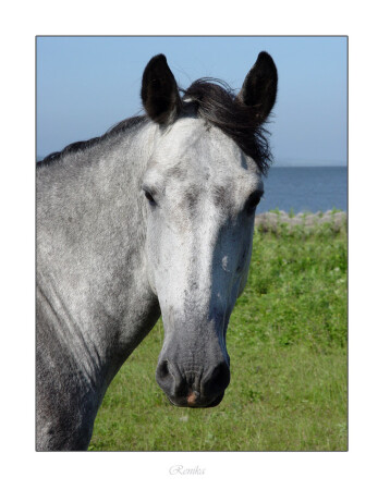 Hors